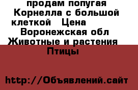 продам попугая Корнелла с большой клеткой › Цена ­ 4 000 - Воронежская обл. Животные и растения » Птицы   